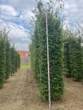 Hainbuche block fertig Hecken