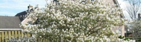 Amelanchier lamarckii 200-225cm - Topf 20L