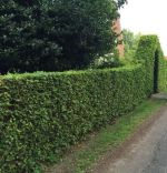 Rotbuche 175-200cm - Ballen