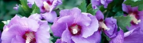 Dunkelrosa Hibiskus 40-60cm - Topf 3L