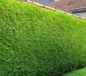 Thuja occidentalis 'Brabant'