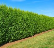 Thuja occidentalis 'Brabant'