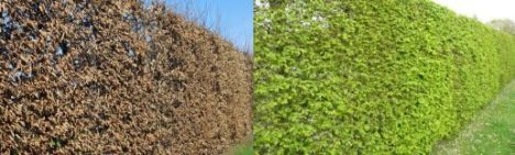 Hainbuche 80-100cm - Topf 2,5L