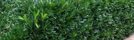 Kirschlorbeer Caucasica 125-150cm - Topf 12L