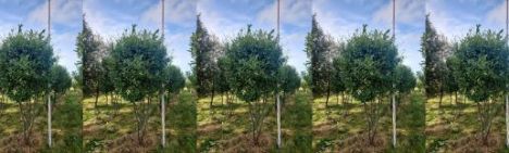 Kirschlorbeer Caucasica 300cm - Mehrstämmige Schirmform