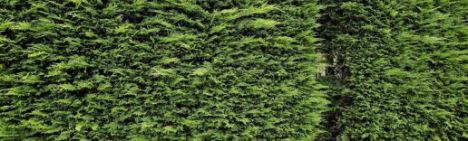 Leylandii Zypresse 450-500cm - Ballen