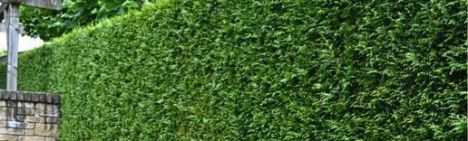 Dunkelgrüne Lebensbaum 400-450cm - Ballen