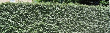 Elaeagnus ebbingei 40-60cm - Topf 3L