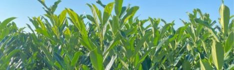 Prunus laurocerasus 'Elly'