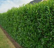 Prunus laurocerasus 'Elly'