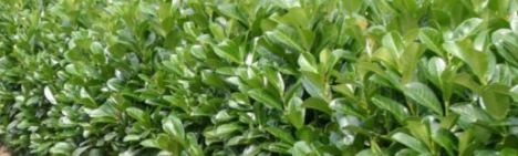Kirschlorbeer Etna 40-60cm - Topf 7,5L