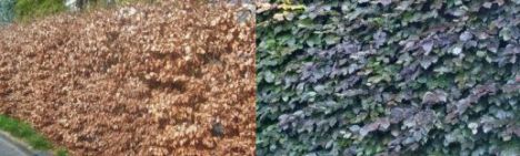 Fagus sylvatica atropunicea