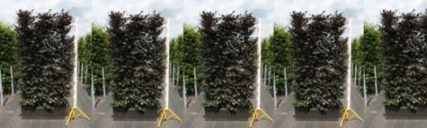 Blutbuche 200cm - Fertighecke