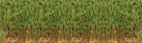 Fargesia Jiuzhaigou 200-225cm - Ballen