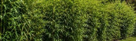 Fargesia Obelisk Hecke