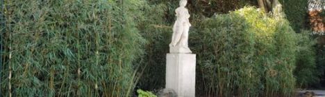 Fargesia robusta Campbell 100-125cm - Topf 15L 