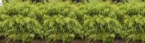 Fargesia rufa 150-200cm - pot 65L