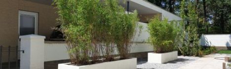 Fargesia Volcano 150-175cm - Ballen