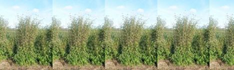 Fargesia Winter Joy 250-300cm - Topf 45L