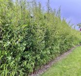 Fargesia 'Winter Joy'