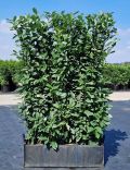Kirschlorbeer Genolia 180cm - Fertighecke