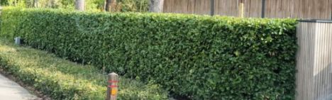 Kirschlorbeer Genolia 150-175cm - Ballen