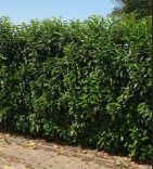 Kirschlorbeer Genolia