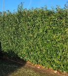 Kirschlorbeer Genolia