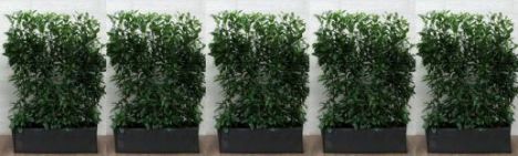 Kirschlorbeer Genolia 160cm - Fertighecke