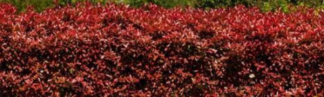Photinia fraseri 'Red Robin'