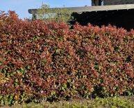Photinia fraseri 'Red Robin'