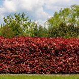 Photinia fraseri 'Red Robin'