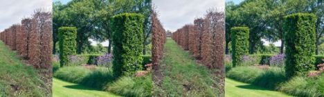 Hainbuche 400-450cm 80x80cm - Blockform