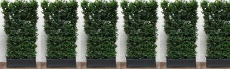 Rotbuche 200cm - Fertighecke