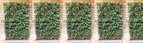 Efeu 180cm Fertighecke