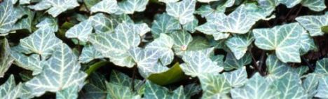 Hedera hibernica