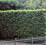 Kirschlorbeer Caucasica