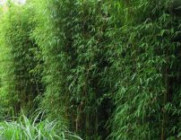 Fargesia Jiuzhaigou 175-200cm - Topf 30L