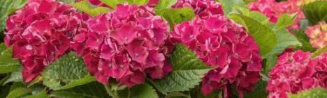 Rote Bauernhortensie 30-40cm - Topf 3L