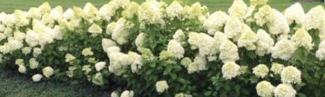 Rispen-Hortensie 'Limelight' 40-50cm - Topf 3L