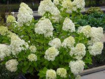 Hortensia Limelight