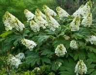 Eichenblatt-Hortensie 30-40 cm - Topf 3L