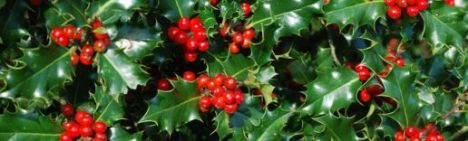 Stechpalme Ilex aquifolium Hecke Immergrün