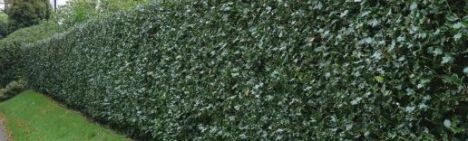 Stechpalme Ilex aquifolium Hecke Immergrün