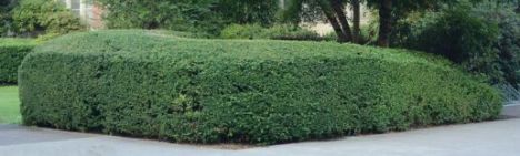 Ilex crenata Convexa