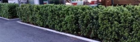 Ilex crenata 'Dark Green' 30-40cm - Topf 3L 