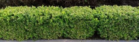 Ilex crenata Green Hedge