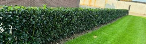 Stechpalme Ilex Heckenstar