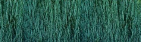 Juniperus 'Blue Arrow' 175-200cm - Ballen