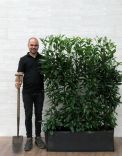 Kirschlorbeer Genolia 160cm - Fertighecke